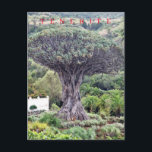 Teneriffa-Drachenbaum-Ansicht Postkarte<br><div class="desc">Ein schöner Ausblick auf einen Drachenbaum auf Teneriffa auf den Kanarischen Inseln auf einer Postkarte.</div>