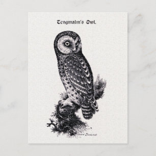 Tengmalm-Eule Vintage-Vogelillustration Postkarte