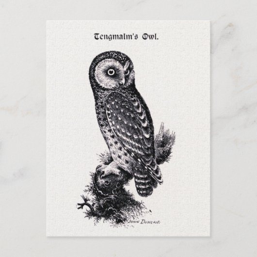 Tengmalm's Owl Vintag Bird Illustration Postkarte (Vorderseite)