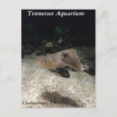 Tennessee Aquarium Cuttlefish Postkarte (Vorderseite)