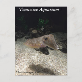 Tennessee Aquarium Cuttlefish Postkarte