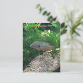 Tennessee Aquarium Postcard Postkarte (Stehend Vorderseite)