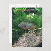 Tennessee Aquarium Postcard Postkarte (Vorne/Hinten)