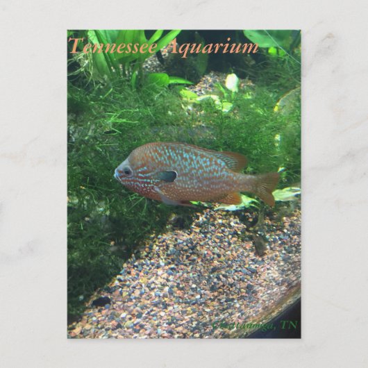 Tennessee Aquarium Postcard Postkarte (Vorderseite)