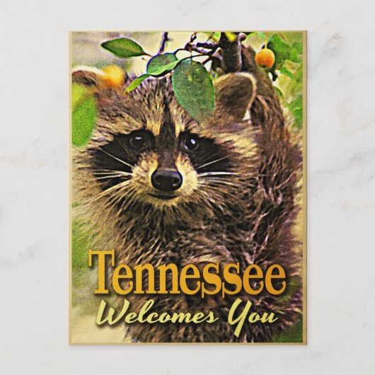 Tennessee heißt Sie Raccoon willkommen Postkarte (Vorderseite)