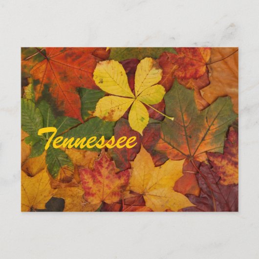 Tennessee Herbstleaale Postkarte (Vorderseite)