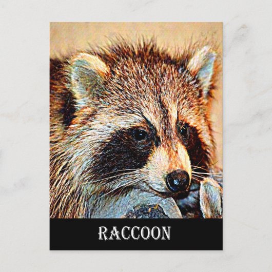 Tennessee Raccoon Postkarte (Vorderseite)