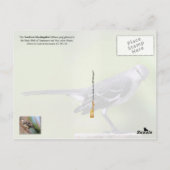 Tennessee Staat Bird - Northern Mockingbird Postkarte (Rückseite)