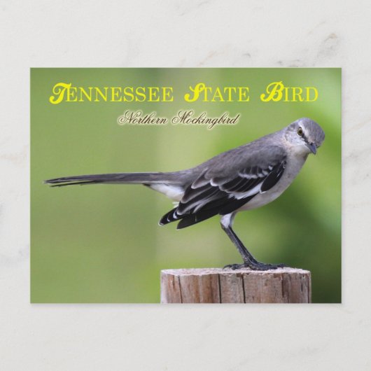 Tennessee Staat Bird - Northern Mockingbird Postkarte (Vorderseite)