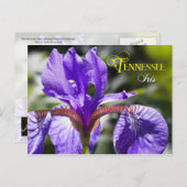 Tennessee Staat Blume: Iris Postkarte (Vorne/Hinten)