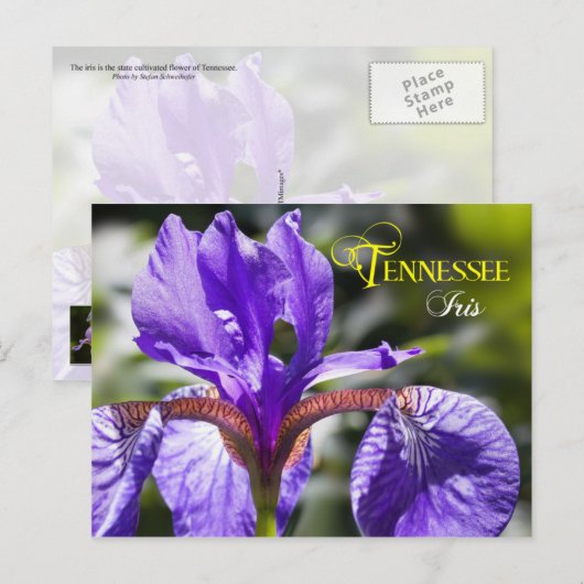 Tennessee Staat Blume: Iris Postkarte (Vorne/Hinten)
