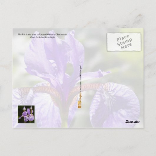 Tennessee Staat Blume: Iris Postkarte (Rückseite)