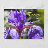Tennessee Staat Blume: Iris Postkarte (Vorderseite)