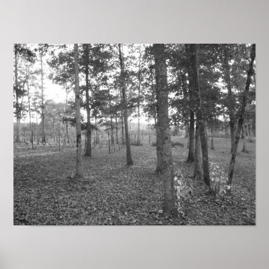 Tennessee Vineyard Poster (Vorne)