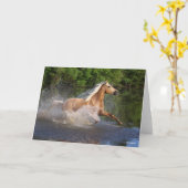 Tennessee Walker läuft durch Wasser Karte (Gelbe Blume)