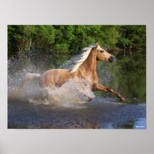 Tennessee Walker läuft durch Wasser Poster