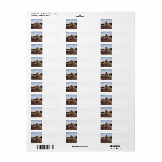 Tennessee Wanderross (Vorne)