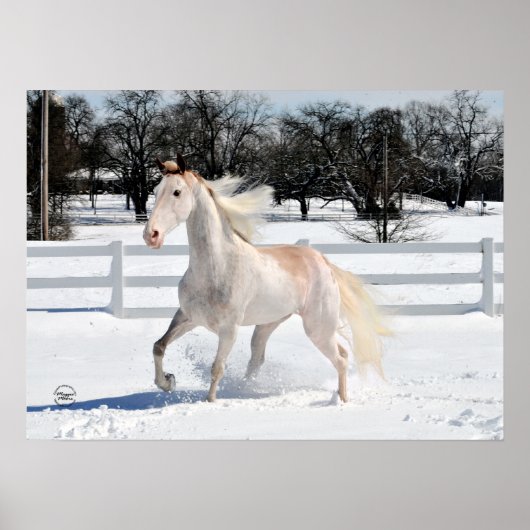 Tennessee Wanderross im Schnee Poster (Vorne)