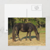 Tennessee Wanderross Postkarte (Vorne/Hinten)