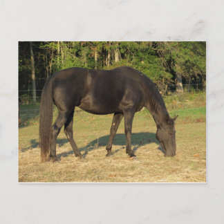 Tennessee Wanderross Postkarte