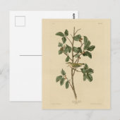 Tennessee Warbler von Audubons Vögeln in Amerika Postkarte (Vorne/Hinten)