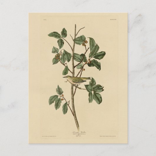 Tennessee Warbler von Audubons Vögeln in Amerika Postkarte (Vorderseite)