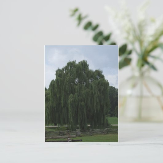 Tennessee Willow Tree Postkarte (Stehend Vorderseite)