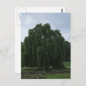 Tennessee Willow Tree Postkarte (Vorne/Hinten)