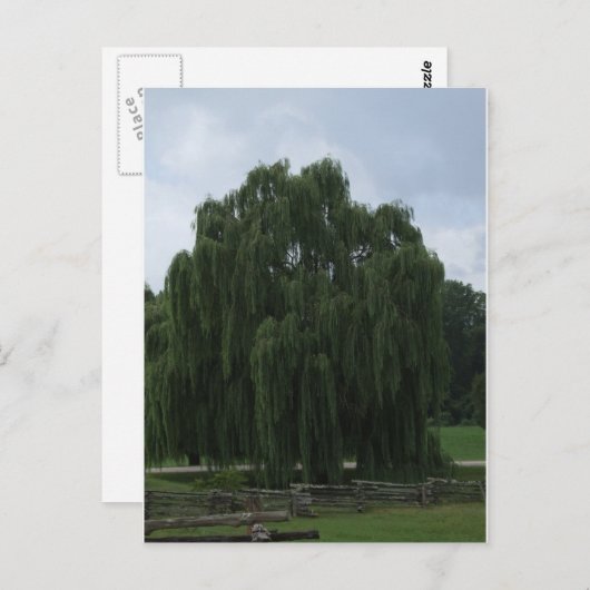 Tennessee Willow Tree Postkarte (Vorne/Hinten)