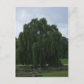 Tennessee Willow Tree Postkarte (Vorderseite)