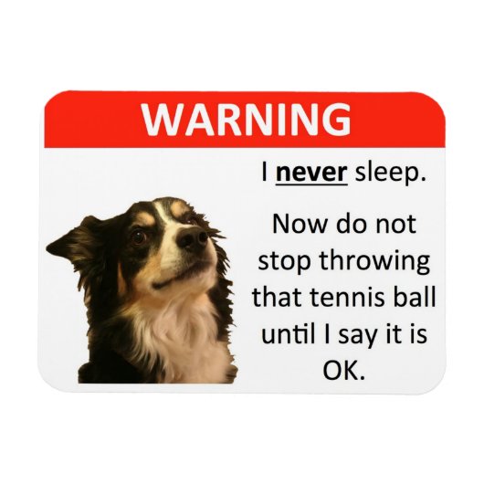 Tennisball-Warnung (Border Collie) Magnet (Horizontal)