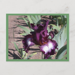 Tennision Ridge Postkarte