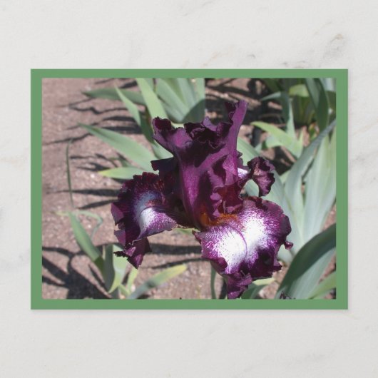 Tennision Ridge Postkarte (Vorderseite)