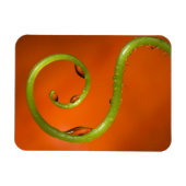 Tenoforelle, Kalifornien Magnet (Horizontal)