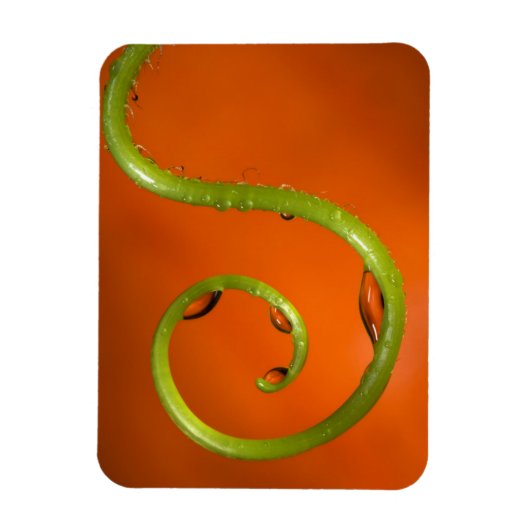 Tenoforelle, Kalifornien Magnet (Vertikal)