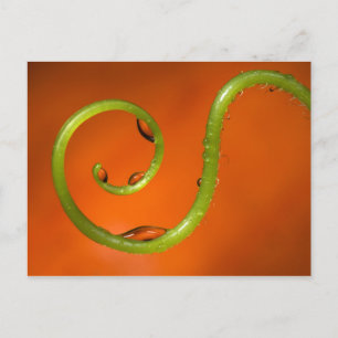 Tenoforelle, Kalifornien Postkarte