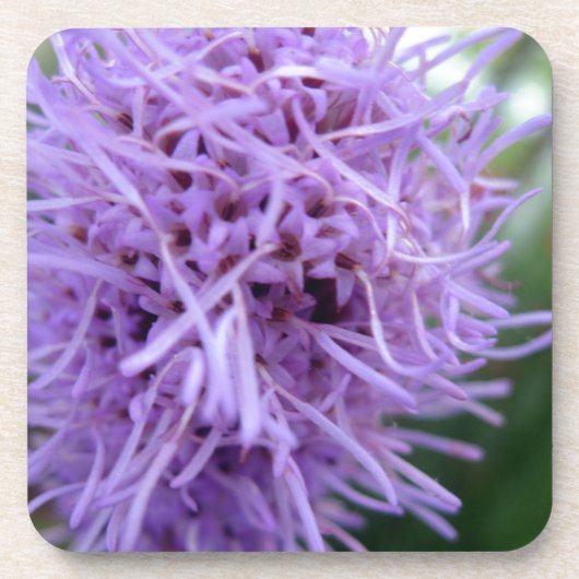 Tentacle Spider Violet Blume Untersetzer (Vorderseite)