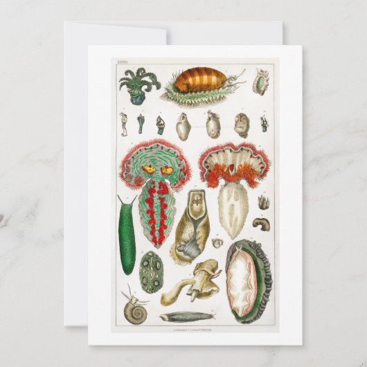 Tentakel Octopus Squidward tentacles Einladung (Vorderseite)