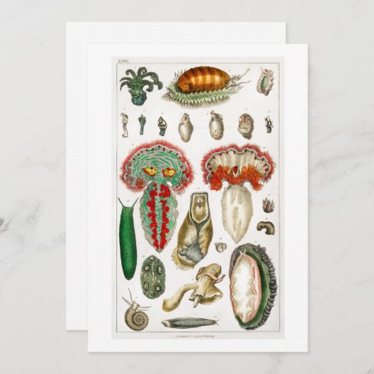 Tentakel Octopus Squidward tentacles Einladung (Vorne/Hinten)