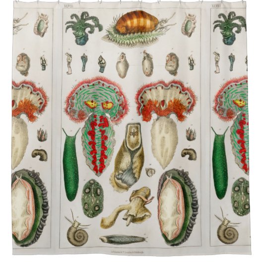 Tentakel Octopus Tintenfisch Duschvorhang (Vorderseite)