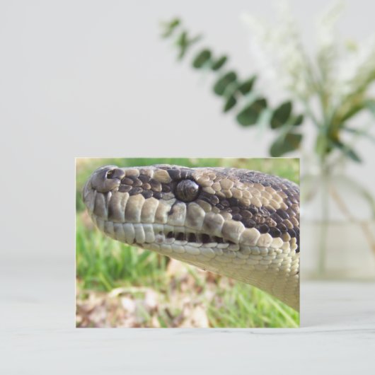 Tepet Python Postkarte (Stehend Vorderseite)