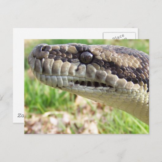 Tepet Python Postkarte (Vorne/Hinten)