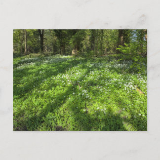 Teppichboden aus wildem Knoblauch mit Baumschatten Postkarte