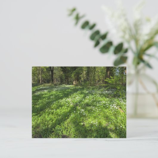 Teppichboden aus wildem Knoblauch mit Baumschatten Postkarte (Stehend Vorderseite)