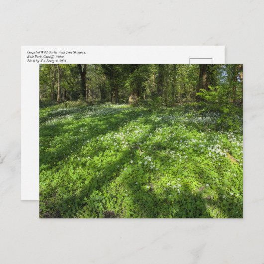 Teppichboden aus wildem Knoblauch mit Baumschatten Postkarte (Vorne/Hinten)