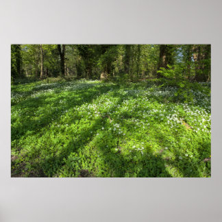 Teppichboden mit Baumschatten Poster
