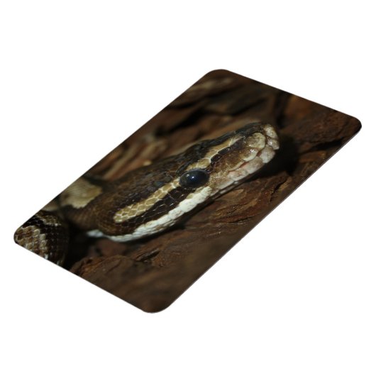 Teppichpython Magnet (Linke Seite)