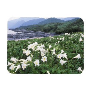 Teppo Juri (Lily), Jakushima, Kagoshima, Japan Magnet