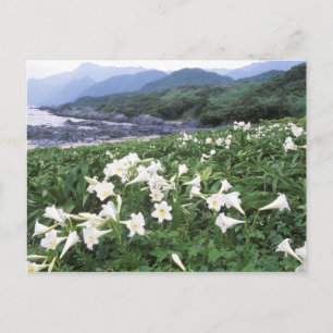 Teppo Juri (Lily), Jakushima, Kagoshima, Japan Postkarte