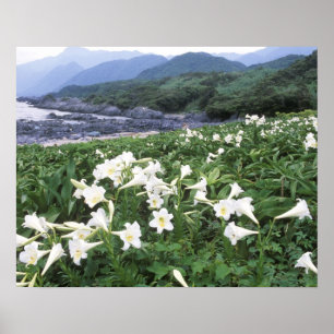 Teppo Yuri (Lilie), Yakushima, Kagoshima, Japan Poster